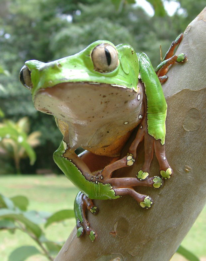 Kambo frog handing on a lead in the amazon rainforest