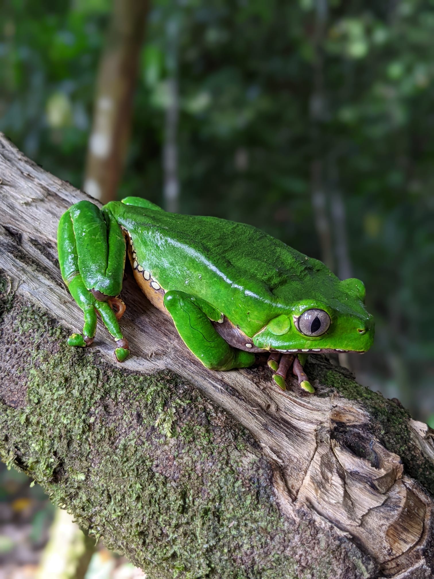 Kambo frog handing on a lead in the amazon rainforest